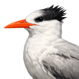 Royal Tern, profile