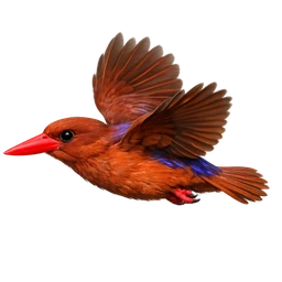 Ruddy Kingfisher, in flight