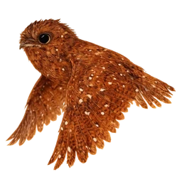 Rufous Potoo, in flight
