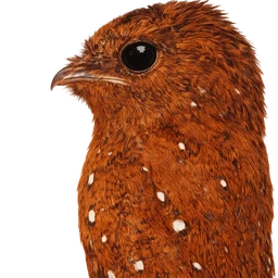 Rufous Potoo, profile