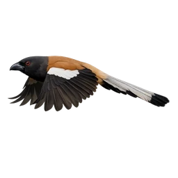 Rufous Treepie, in flight