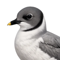 Sabine's Gull, profile