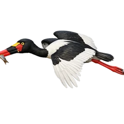 Saddle-billed Stork, in flight