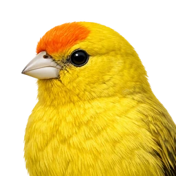 Saffron Finch, profile