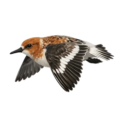 Sanderling, in flight