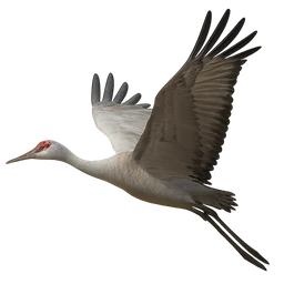Sandhill Crane, in flight