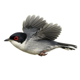 Sardinian Warbler, in flight
