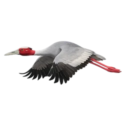 Sarus Crane, in flight