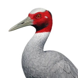 Sarus Crane, profile
