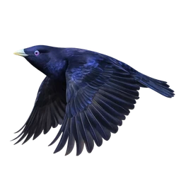 Satin Bowerbird, in flight