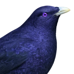 Satin Bowerbird, profile