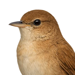 Savi's Warbler, profile