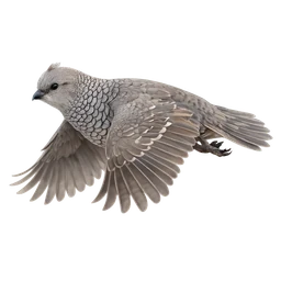 Scaled Quail, in flight