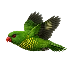 Scaly-breasted Lorikeet, in flight
