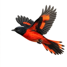 Scarlet Minivet, in flight