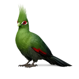 Schalow’s Turaco, a epic bird in Roost