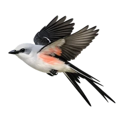Scissor-tailed Flycatcher, in flight
