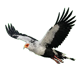 Secretarybird, in flight