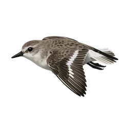 Semipalmated Sandpiper, in flight
