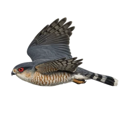 Sharp-shinned Hawk, in flight