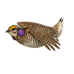 Sharp-tailed Grouse, in flight