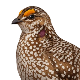 Sharp-tailed Grouse, profile