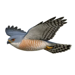 Shikra, in flight