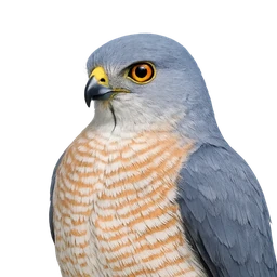 Shikra, profile