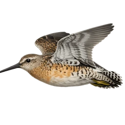 Short-billed Dowitcher, in flight