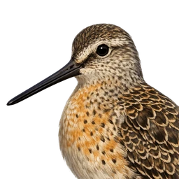 Short-billed Dowitcher, profile