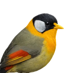 Silver-eared Mesia, profile