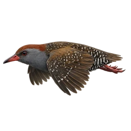 Slaty-breasted Rail, in flight