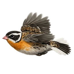 Smith's Longspur, in flight