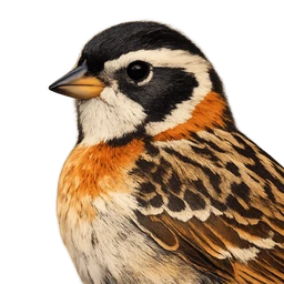 Smith's Longspur, profile