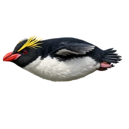 Snares Penguin, in flight