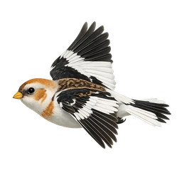 Snow Bunting, in flight