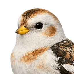 Snow Bunting, profile