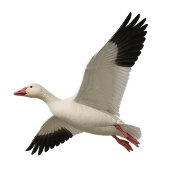 Snow Goose, in flight
