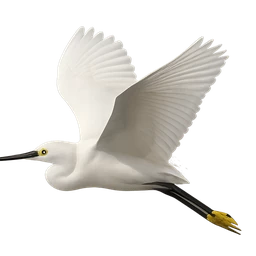 Snowy Egret, in flight