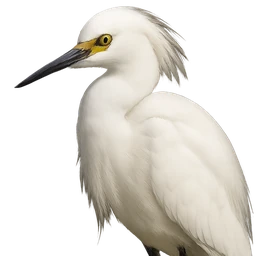 Snowy Egret, profile