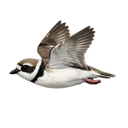 Snowy Plover, in flight