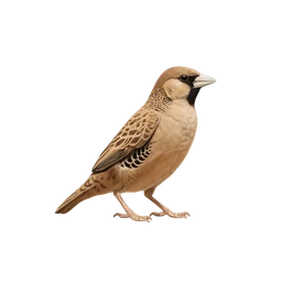 Sociable Weaver, a epic bird in Roost