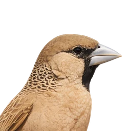 Sociable Weaver, profile