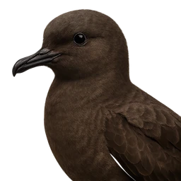 Sooty Shearwater, profile