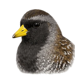 Sora, profile