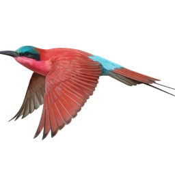 Southern Carmine Bee-eater, in flight