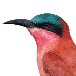 Southern Carmine Bee-eater, profile