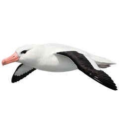 Southern Royal Albatross, in flight