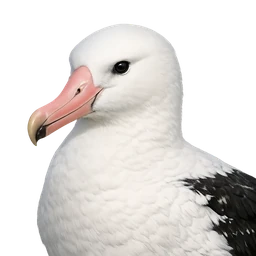 Southern Royal Albatross, profile