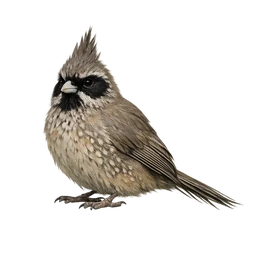 Speckled Mousebird, a common bird in Roost